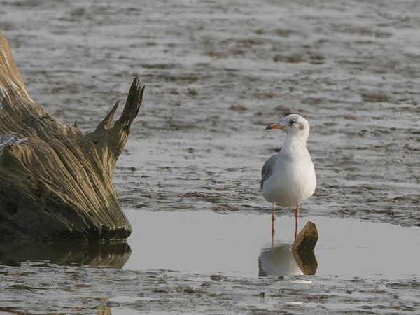 <h3><a href="/trips/gambia/biota/animalia/chordata/aves/024 charadriiformes/017 laridae/chroicocephalus genei/chroicocephalus genei-nl.html">Chroicocephalus&nbsp;genei</a> / Slender‑billed&nbsp;gull / Dunbekmeeuw</h3>OM-1 Mark II met OLYMPUS M.150-400mm F4.5, 1/2500 sec  bij F6.3, ISO 800, afstand 70.0&nbsp;m